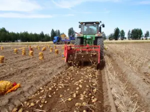 Cultivo de papa - papa - usos gastron&oacute;micos de la papa - plagas y enfermedades de la papa - cosecha de la papa