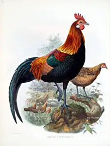 Gallinas ponedoras - gallina - razas de las gallinas ponedoras - alimentación de las gallinas ponedoras - enfermedades de las gallinas ponedoras - manejo de las gallinas ponedoras - reproducción de las gallinas ponedoras