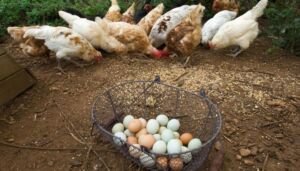 Cría de gallinas ponedoras a baja escala