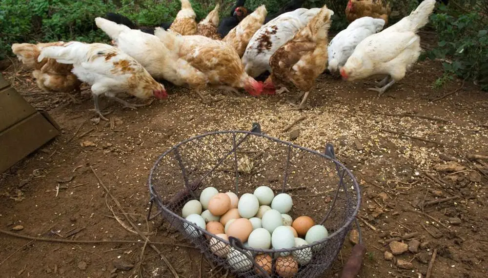Un grupo de gallinas picoteando el suelo y una cesta de metal llena de huevos