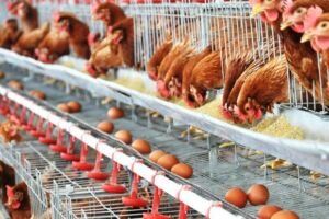 Gallinas ponedoras - gallina - razas de las gallinas ponedoras - alimentación de las gallinas ponedoras - enfermedades de las gallinas ponedoras - manejo de las gallinas ponedoras - reproducción de las gallinas ponedoras