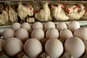 Gallinas ponedoras - gallina - razas de las gallinas ponedoras - alimentación de las gallinas ponedoras - enfermedades de las gallinas ponedoras - manejo de las gallinas ponedoras - reproducción de las gallinas ponedoras