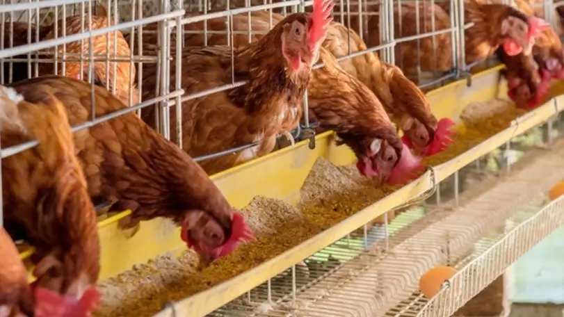 Gallinas en jaulas alimentándose 