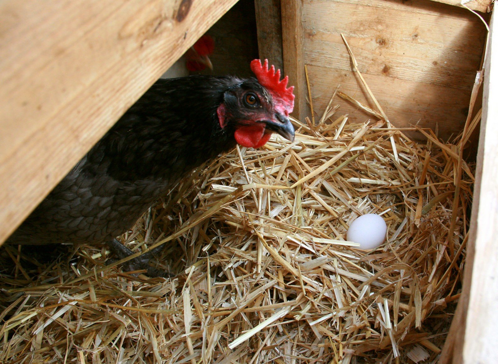 Una gallina negra asomandose a ver su huevo