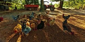 Gallinas ponedoras - gallina - razas de las gallinas ponedoras - alimentación de las gallinas ponedoras - enfermedades de las gallinas ponedoras - manejo de las gallinas ponedoras - reproducción de las gallinas ponedoras
