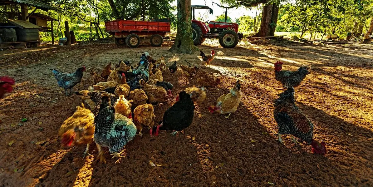 Un grupo de gallinas