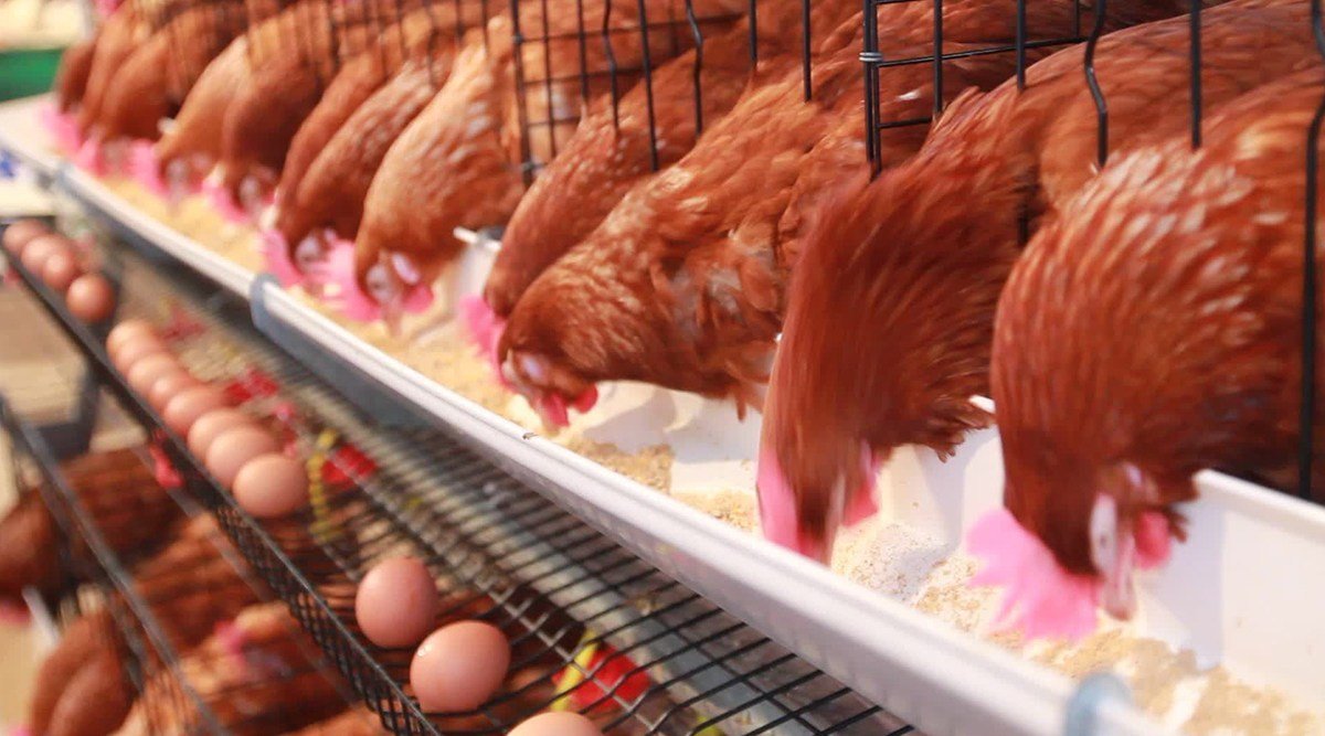 Gallinas rojas en jaulas alimentándose y poniendo huevos