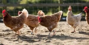 Gallinas ponedoras - gallina - razas de las gallinas ponedoras - alimentación de las gallinas ponedoras - enfermedades de las gallinas ponedoras - manejo de las gallinas ponedoras - reproducción de las gallinas ponedoras