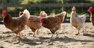 Gallinas ponedoras - gallina - razas de las gallinas ponedoras - alimentación de las gallinas ponedoras - enfermedades de las gallinas ponedoras - manejo de las gallinas ponedoras - reproducción de las gallinas ponedoras