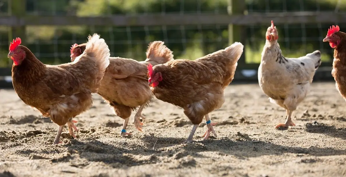 Cinco gallinas caminando en fila