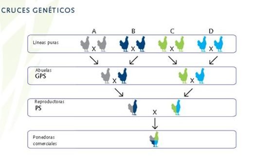 Esquema de selección y cruzamiento para producir gallinas ponedoras comerciales.