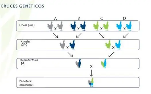 Esquema de selección y cruzamiento para producir gallinas ponedoras comerciales.
