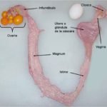 Diagrama de aparato reproductor de gallina