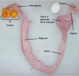 Diagrama de aparato reproductor de gallina