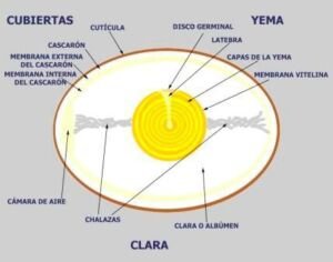 Diagrama del huevo