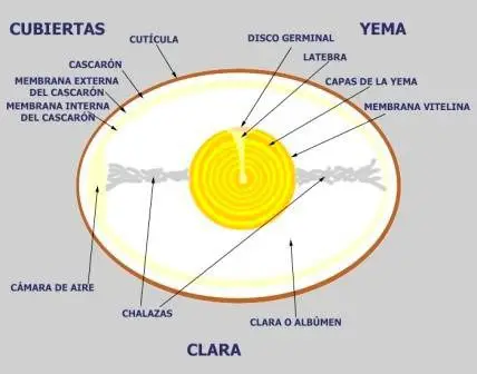 Componentes del huevo de gallina