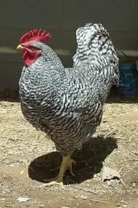 Gallina de la raza Plymouth Rock, var. Barrada.