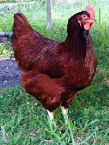Gallina de la raza Rhode Island Red