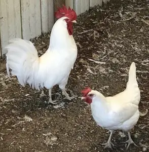 Gallo y gallina de la raza Leghorn var Blanca