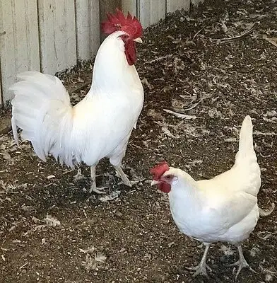 Gallo y gallina de la raza Leghorn var Blanca