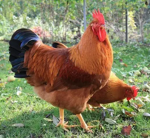 Gallo y gallina de la raza New Hampshire.