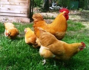 Gallo y gallinas de la raza Orpington, var. Dorada.