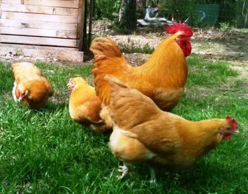 Gallo y gallinas de la raza Orpington, var. Dorada.