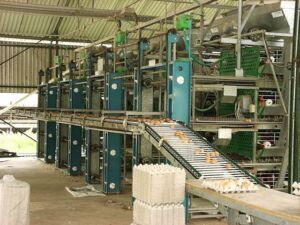 Galpon con sistemas produccción de huevos de gallinas ponedoras automatizado
