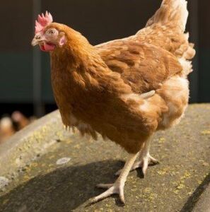 Híbrido de gallina ponedora Bovans Brown