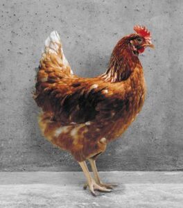 Híbrido de gallina ponedora Hi-Sex Brown.
