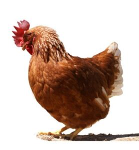 Híbrido de gallina ponedora Isa Brown