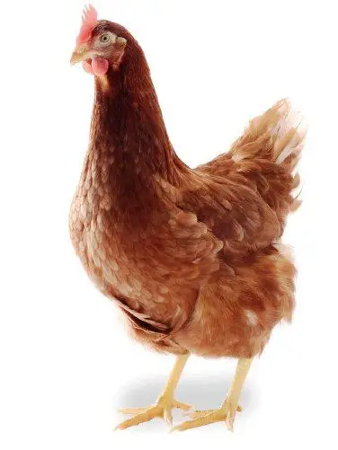 Híbrido de gallina ponedora Lohmann Brown Classic