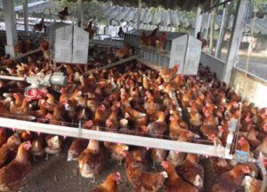 Producción de huevos en galpones en piso