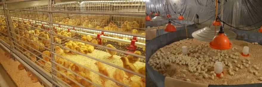Sistemas de crianza de pollitas