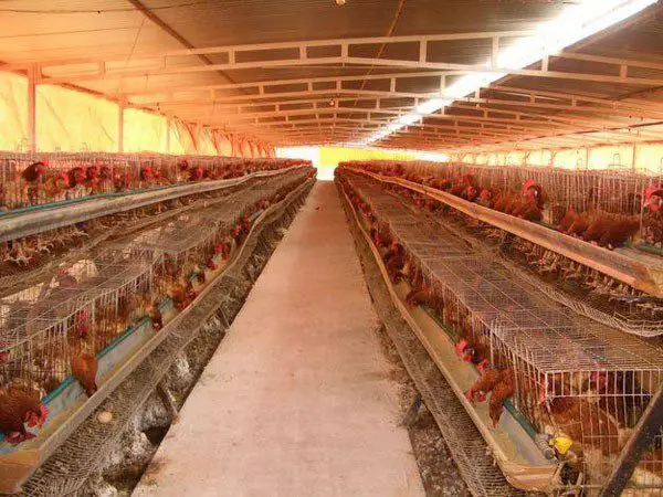 Producción de huevos con galpones