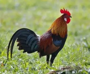 Gallinas ponedoras - gallina - razas de las gallinas ponedoras - alimentación de las gallinas ponedoras - enfermedades de las gallinas ponedoras - manejo de las gallinas ponedoras - reproducción de las gallinas ponedoras