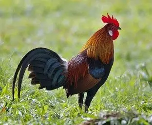 Gallus gallus gallus (Gallo rojo de la selva)