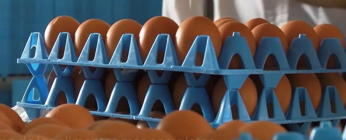 Huevos de gallinas en separadores plásticos