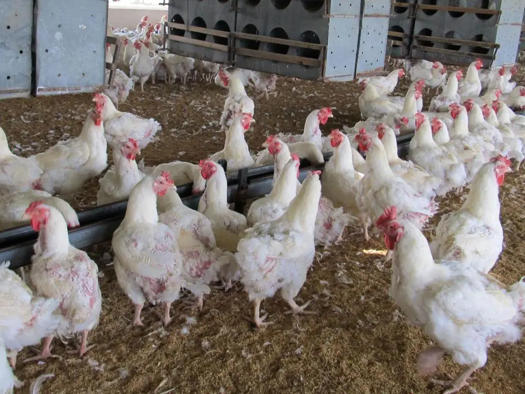 Galpón de gallinas blanca mudando plumaje 