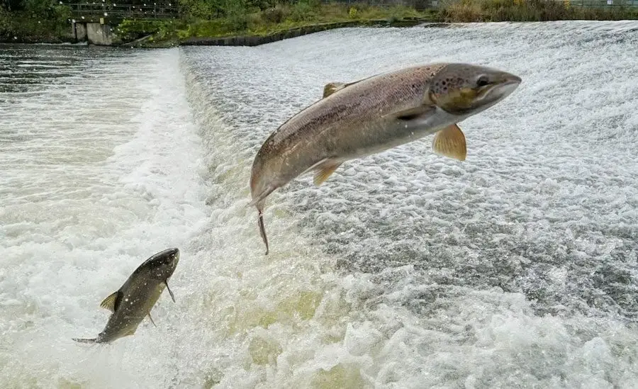 salmón-y-su-rrecorrido dos salmones saltando contra la corriente