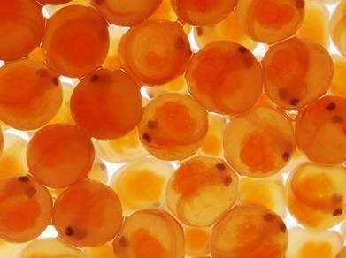 huevos de salmón color naranja