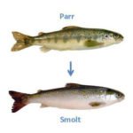 Cría del salmón - Cultivo del salmón - Salmón - Manejo de la cría del salmón - Alimentación del salmón - Enfermedades del salmón - Bondades de la carne del salmón - Reproducción del salmón