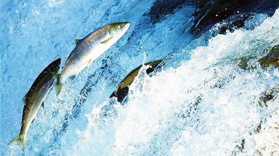 salmones adultos saltando contra las corrientes