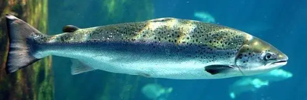 un salmón nadando
