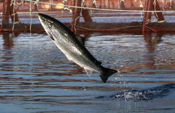 salmón-requerimientos un salmón saltando fuera del agua hacia la izquierda