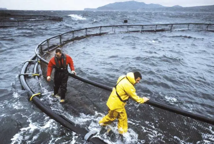 Cultivo de salmones a mar abierto 