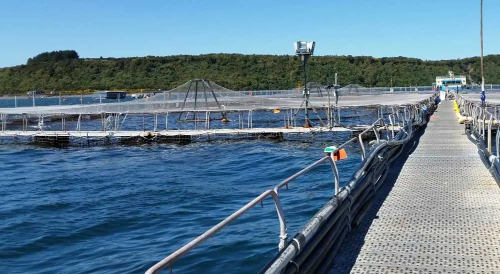 cultivo del salmón
