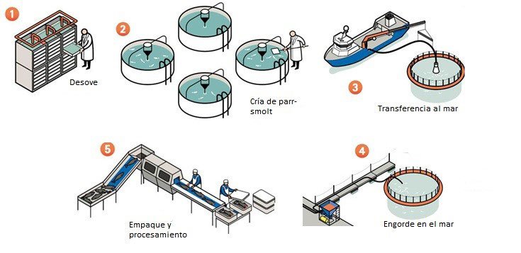 Proceso de producción del salmón en cautiverio