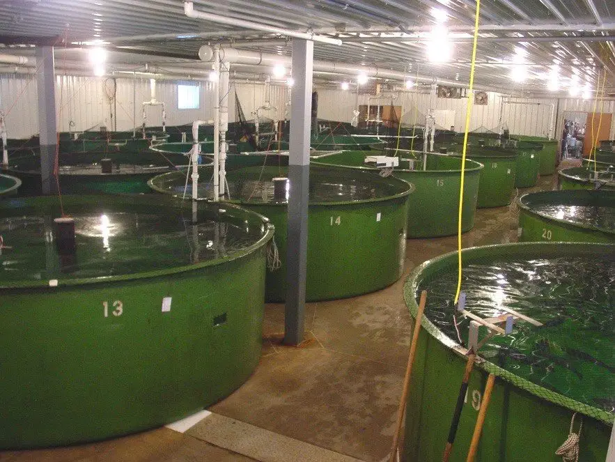 Tanques para la cría de salmones