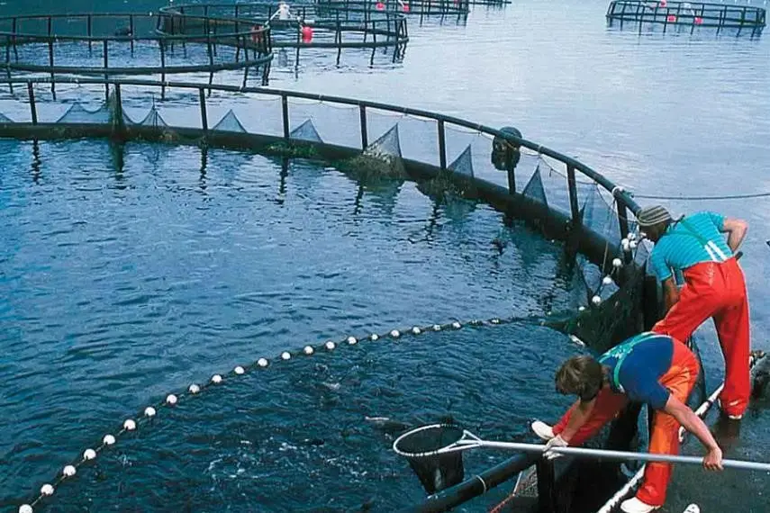 Engorde de salmones en jaula a mar abierto 